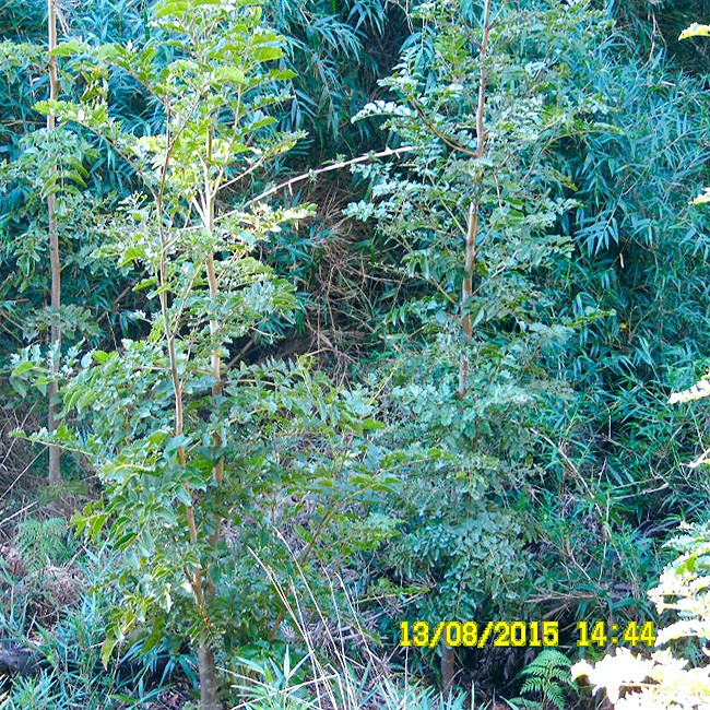 PLANTACIÓN AVELLANO BAJO DOSEL