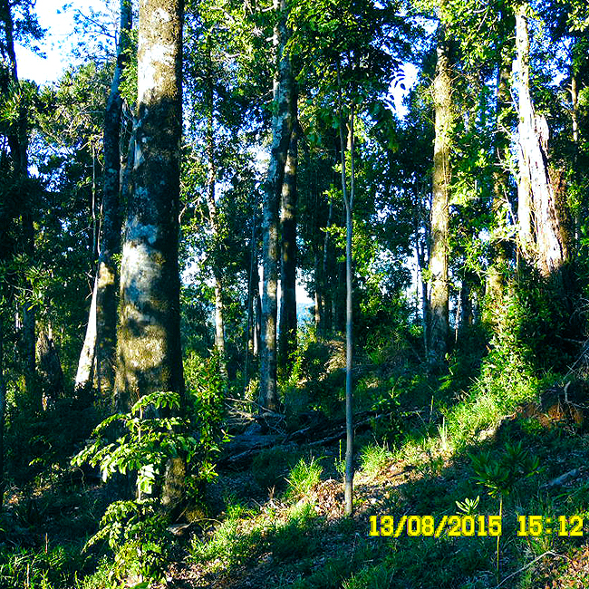 BOSQUE NATIVO MANEJADO Y REGENERADO