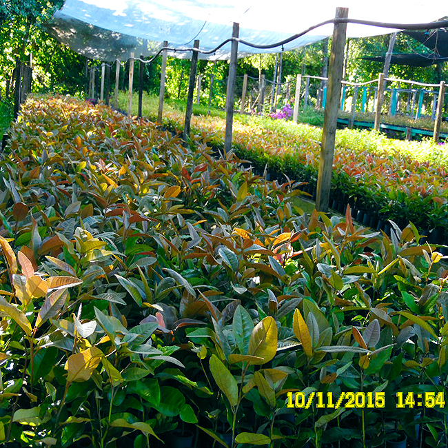 PLANTAS DE OLIVILLO EN VIVERO