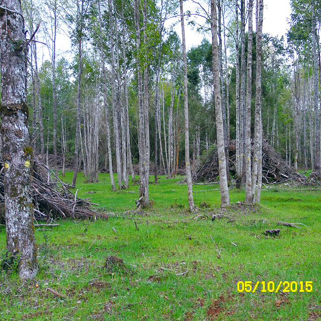 RENOVAL ROBLE LAUREL MANEJADO

